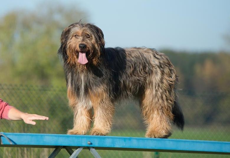 Aladin vom Fellnasencamp - Wäller von der Straubenhalde